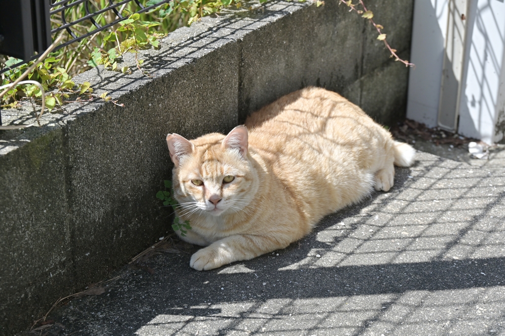 次は、君か（ノラ猫動物園）