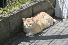 次は、君か（ノラ猫動物園）