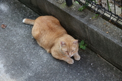 ２番ネコ♪
