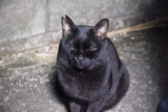 夕食をお待ち♪