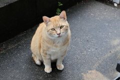 餌欲しい～♪（2番ネコ）