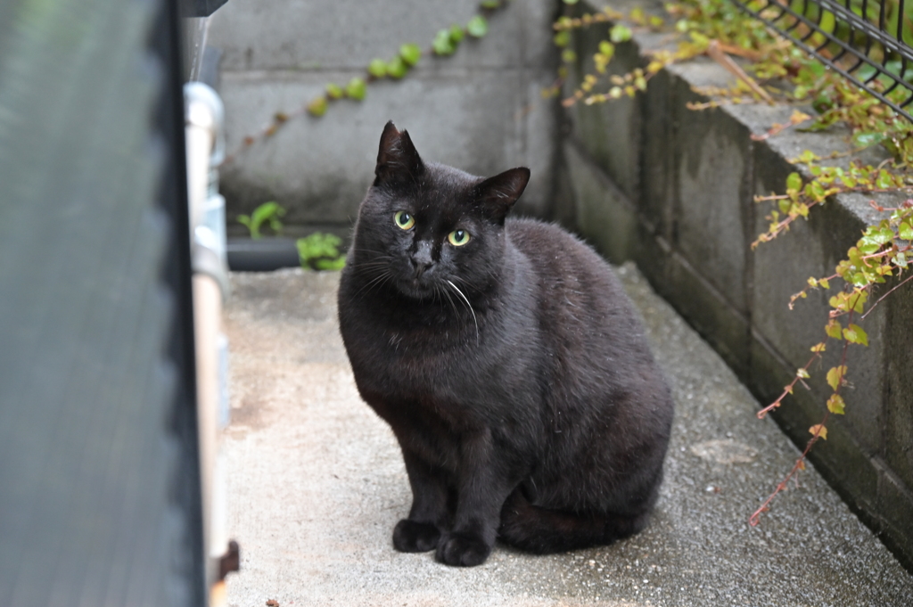 雨の日も来た　♪