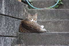 「サバ白」♪