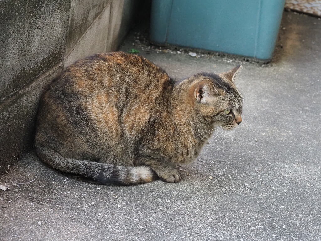 「やぶにらみ」♪