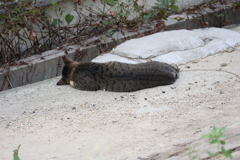 何じゃこりゃ♪