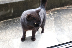 ネコ馬鹿♪
