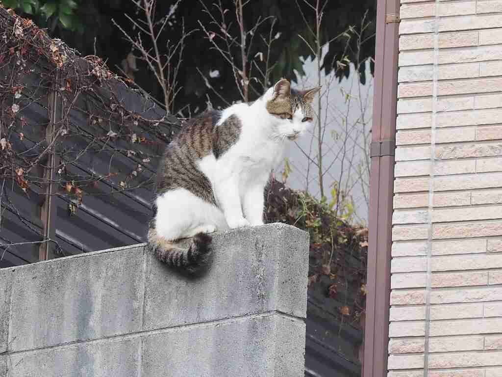 「高い所が好き」♪