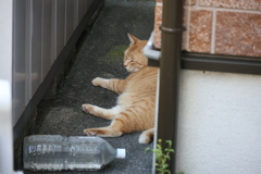 ど～ちだっ♪