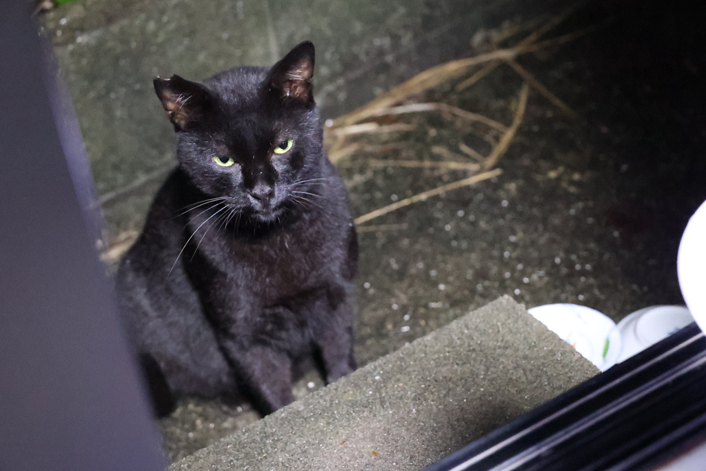 １匹のネコ（回想）♪