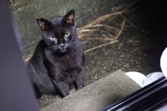 １匹のネコ（回想）♪