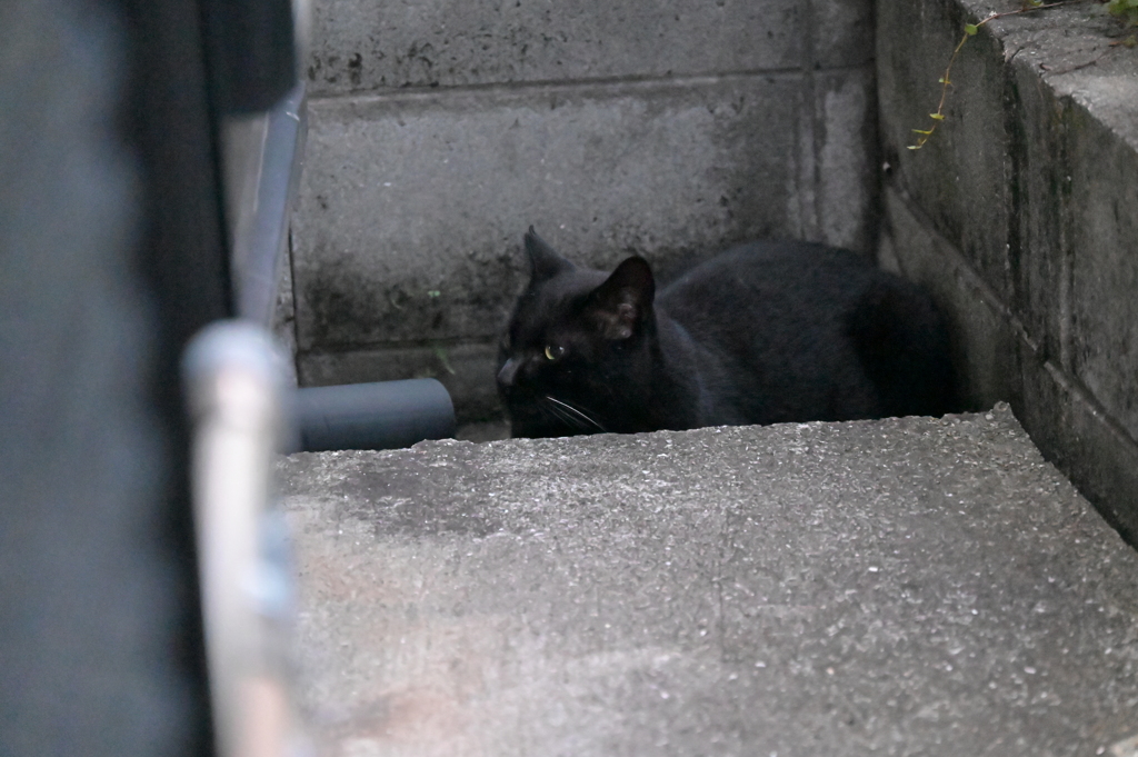 星が出ていた♪