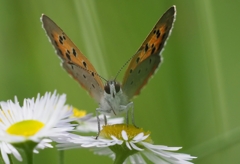草原のベニシジミ♪