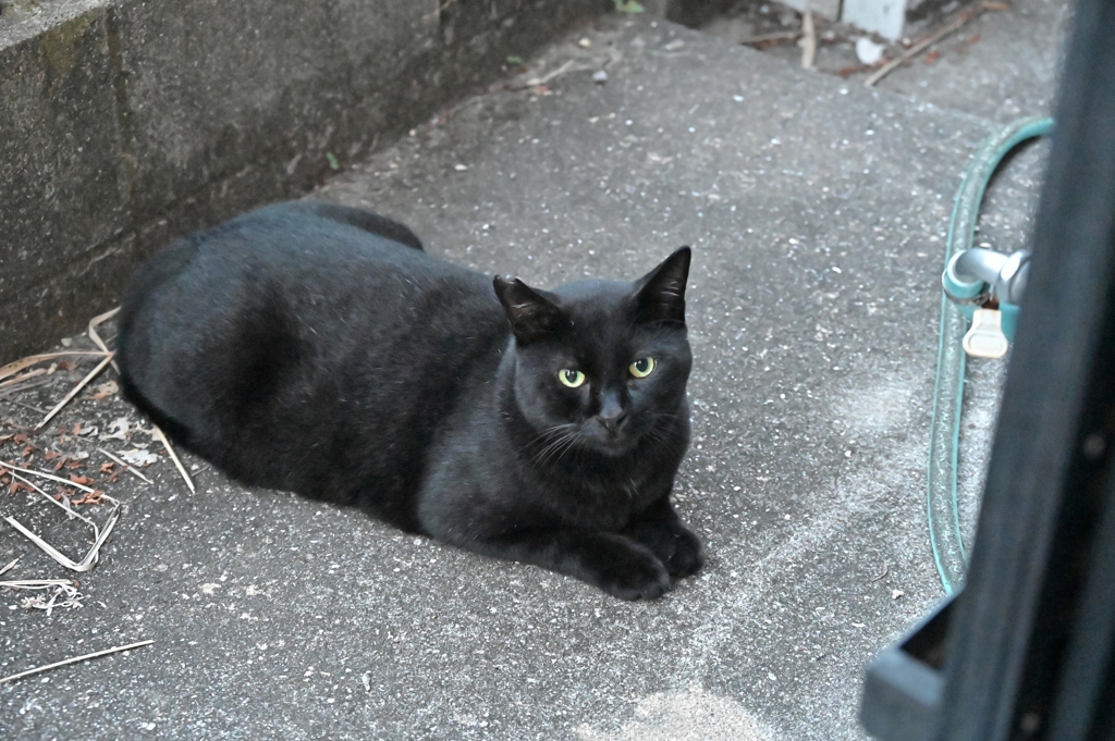 嗚呼！人生は、いつもネコだらけ♪