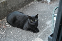 嗚呼！人生は、いつもネコだらけ♪