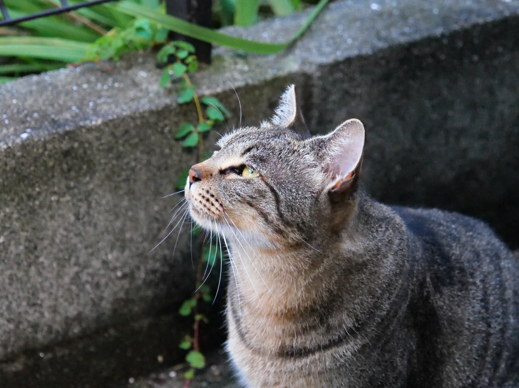 音に敏感♪