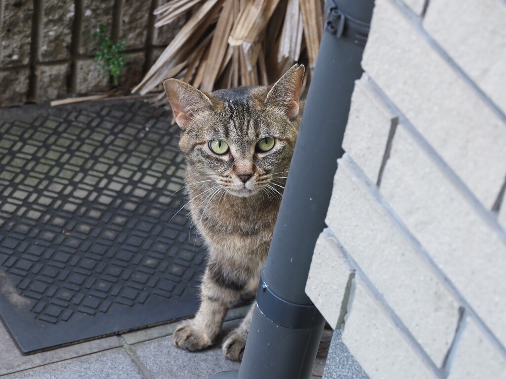 「ねこちゃん」は、見た♪