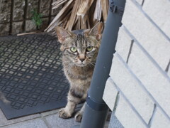 「ねこちゃん」は、見た♪