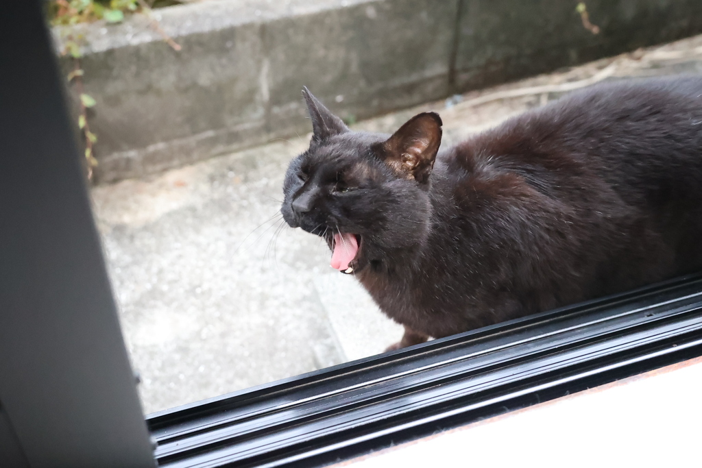 ネコと遊ぶ♪