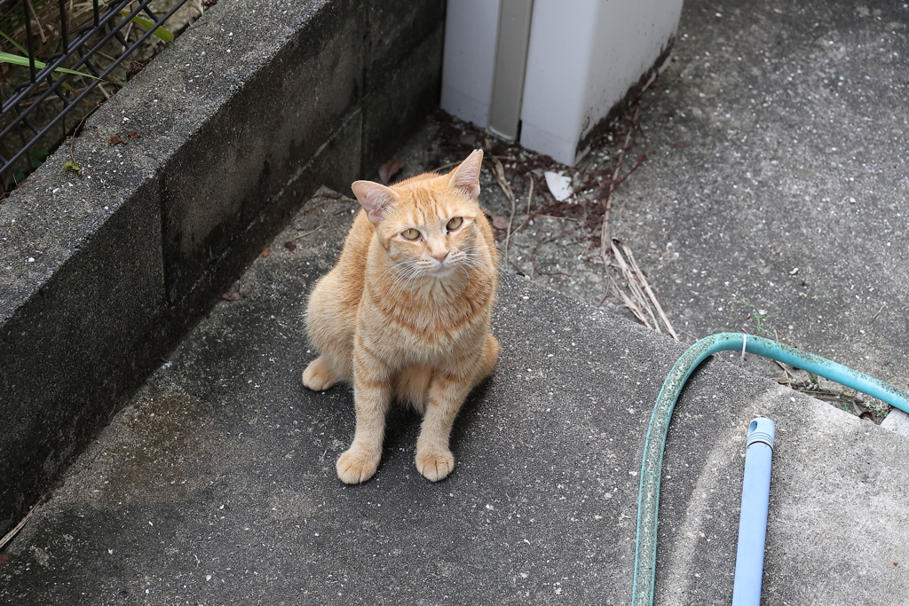 近づいて来た♪