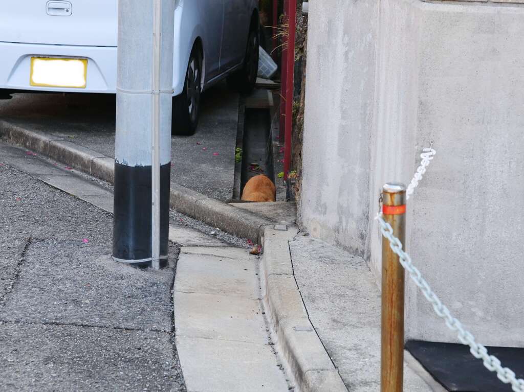 隠れてもダメ♪