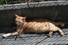 網目模様♪
