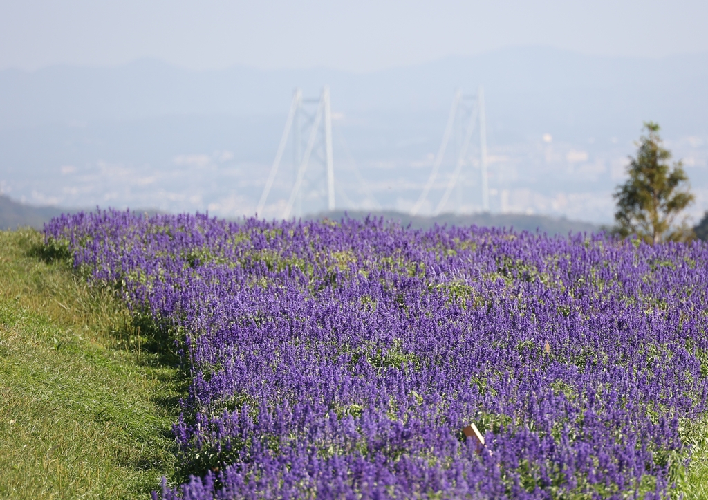 花と大橋♪