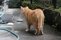「大茶トラ」祭り（続編）♪