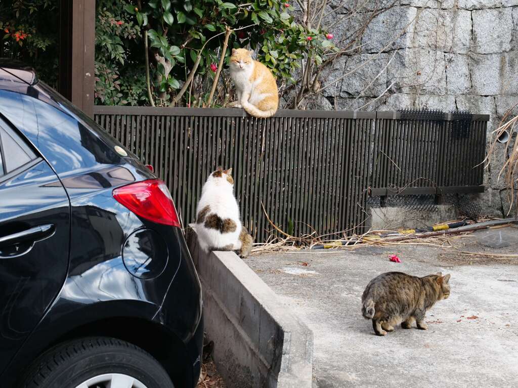 4匹、発見♪