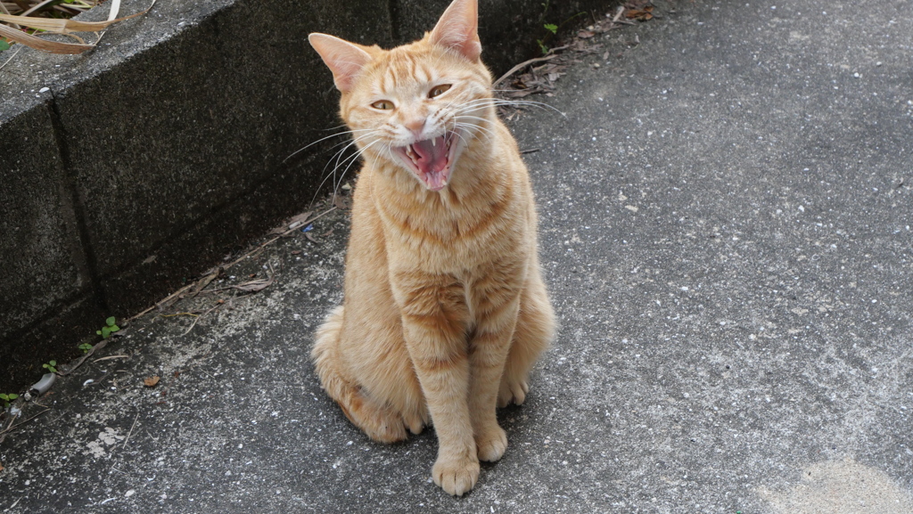 大あくび