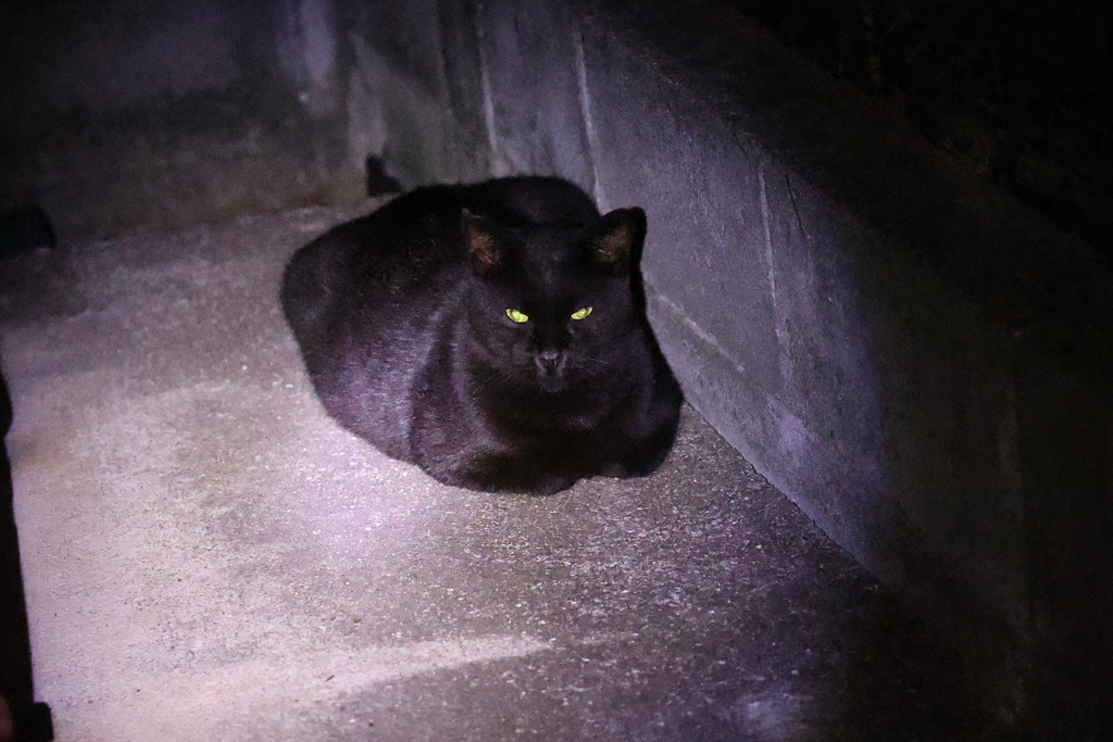 闇夜に光る物♪