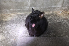 眠いのだ♪