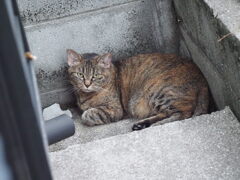 「来た、来た」（続編）♪