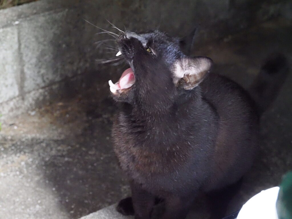 にゃ～ん♪