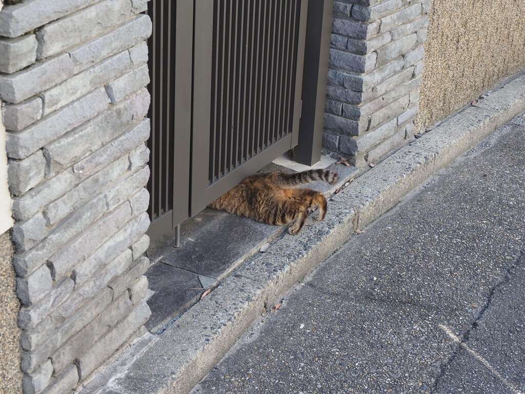 門扉（野良猫あるある）♪