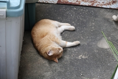 夢の中へ♪
