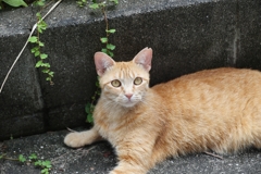 うちの子に、ならない？