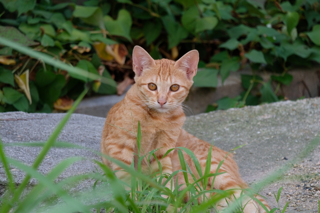 アンバー茶トラ♪
