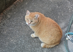三度の飯よりネコが好き