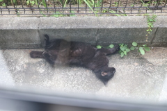 「小クロネコ」と遊ぶ♪