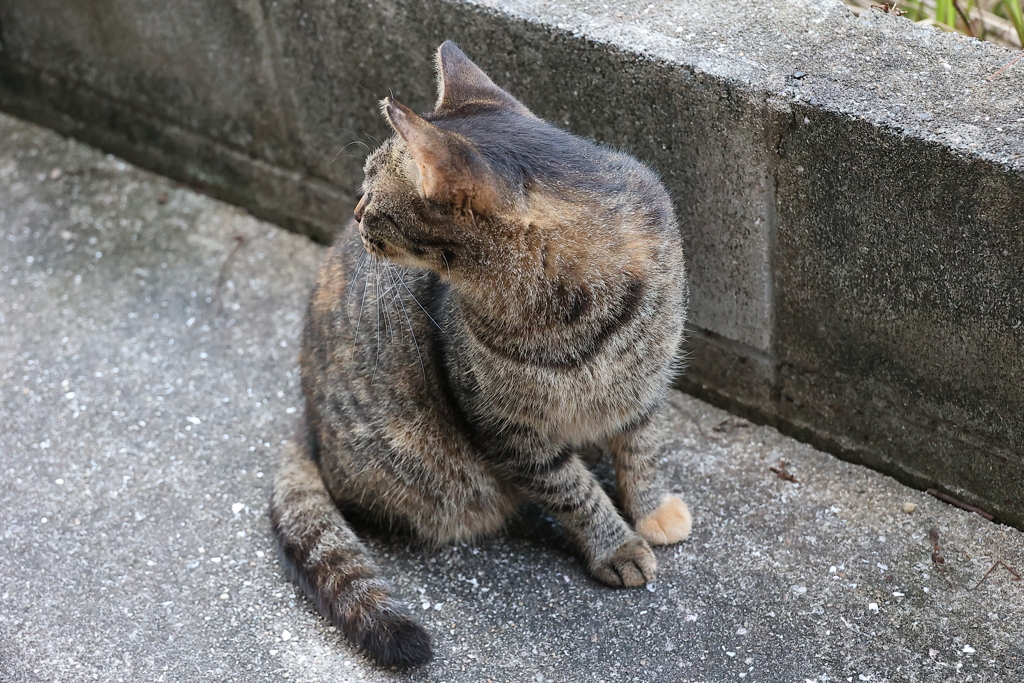 「中サバトラ」再び♪