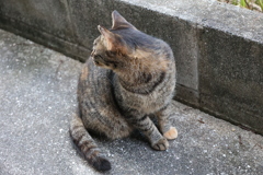 「中サバトラ」再び♪