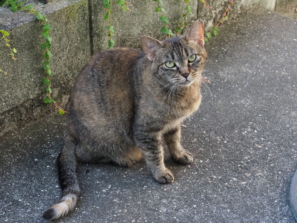 「どら美」参上♪