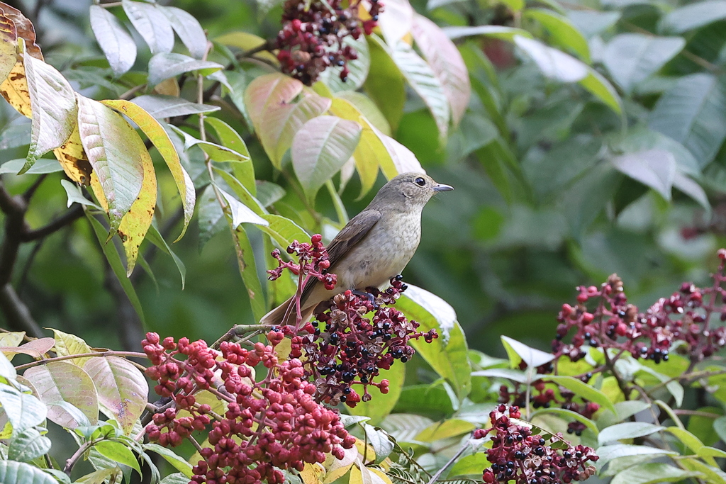赤い実（続編）♪