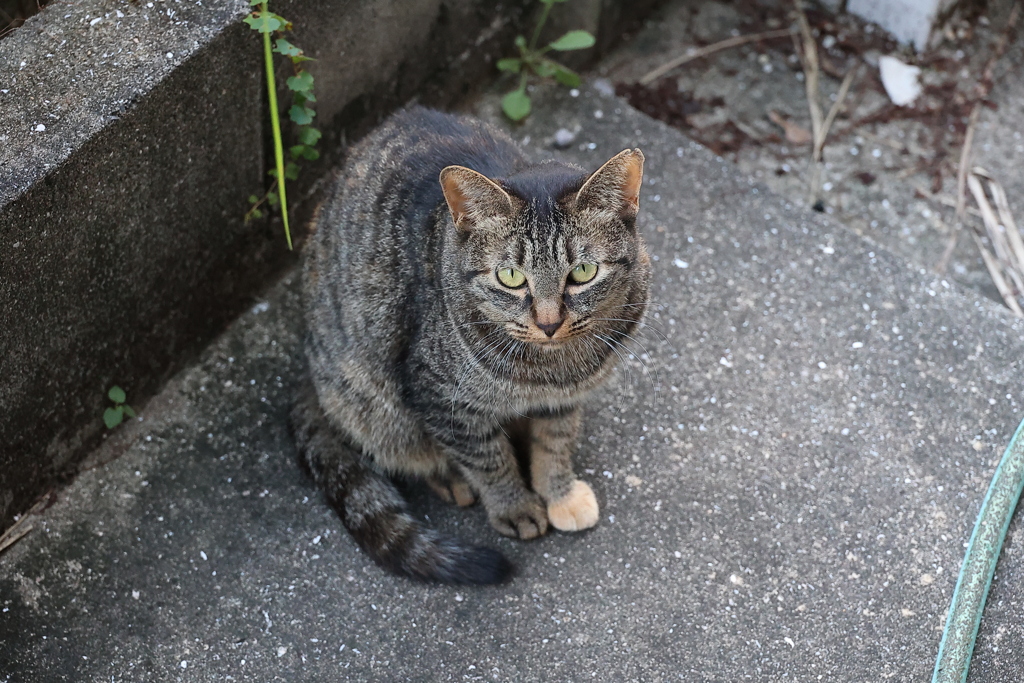 見上げる（続編）♪
