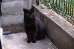 「クロネコ1号」♪