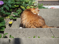 「階段ねこ」♪