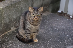 瞳の中に（中サバトラ）♪