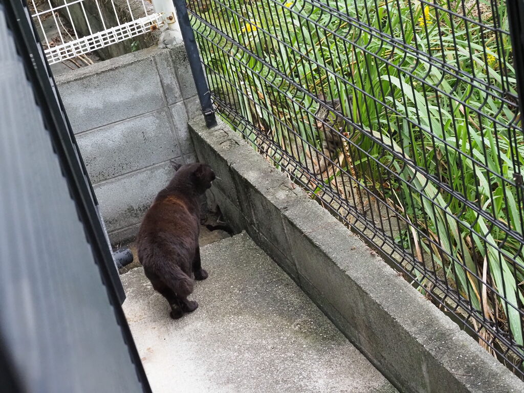 朝バトル（一触即発）♪