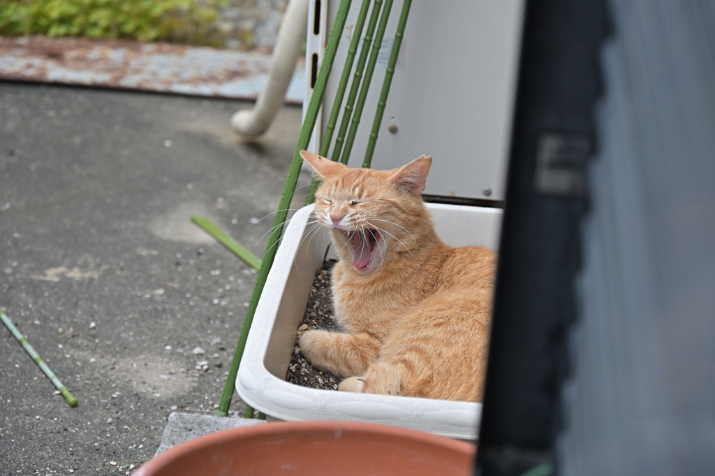 眠た～い（中茶トラ）