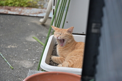 眠た～い（中茶トラ）